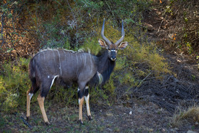 Wildehondekloof