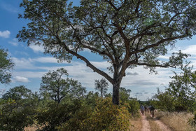 Abelana Safari Camp