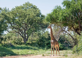 Abelana Safari Camp