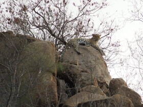 Balule Bushveld Safari Lodge