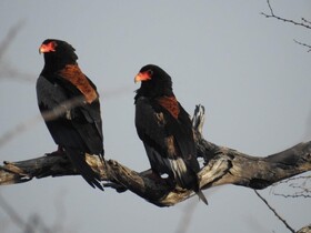 Balule Bushveld Safari Lodge