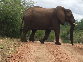 Balule Bushveld Safari Lodge