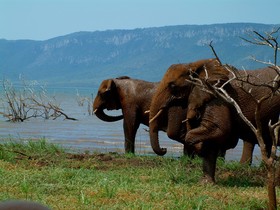 AfriCamps at White Elephant Safaris