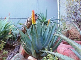 Sabie Self Catering Apartments