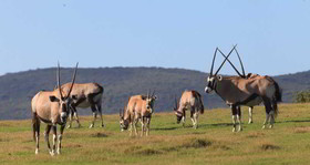 Garden Route Game Lodge