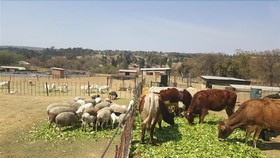 Offgrid Farm