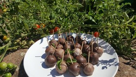 Offgrid Farm