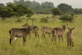 Kedar Heritage Lodge
