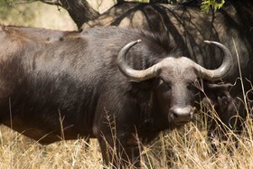 Mziki Safari Lodge
