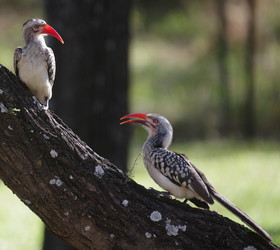 Mziki Safari Lodge