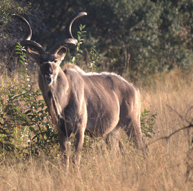 Mziki Safari Lodge