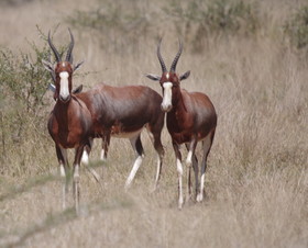 Mziki Safari Lodge