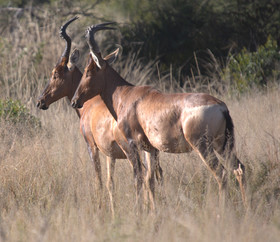 Mziki Safari Lodge