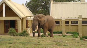 Gorah Elephant Camp