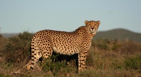 Kuzuko Lodge