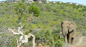 Kuzuko Lodge