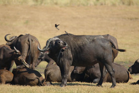 Parsons Hilltop Safari Camp