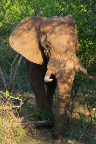 Parsons Hilltop Safari Camp