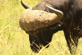 Hazyview Buffalo Game Lodge