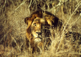 Hazyview Buffalo Game Lodge