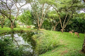 Inyamatane 227B Kruger Park Lodge