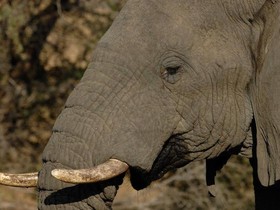 Nkambeni Safari Camp