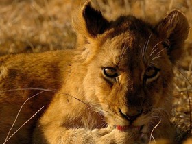 Nkambeni Safari Camp