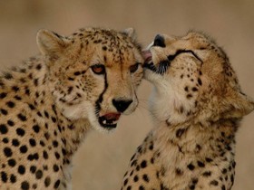 Nkambeni Safari Camp