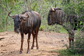 Bonamanzi Game Reserve