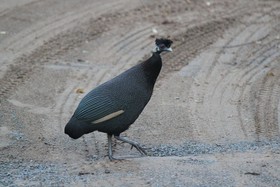 Gooderson Bushlands Game Lodge