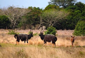 Gooderson Bushlands Game Lodge