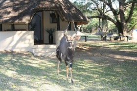Bonamanzi Game Park Lalapanzi Camp
