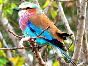 Amanzimloti Riverside Bush Camp