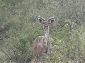 Gem In The Bush Lodge