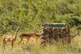 Kambaku Safari Lodge