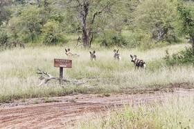 Kambaku Safari Lodge