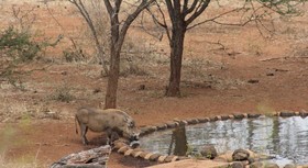 Khaya Ndlovu Safari Manor