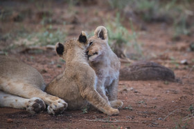 Ku Sungula Safari Lodge