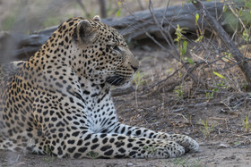 Ku Sungula Safari Lodge