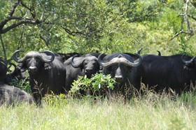 Ku Sungula Safari Lodge