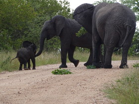 Ku Sungula Safari Lodge