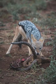 Ku Sungula Safari Lodge
