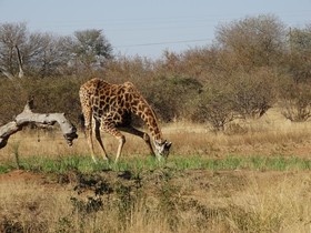Ku Sungula Safari Lodge