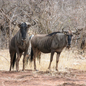 Leopard's Lair Bush Lodge
