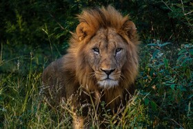Little Africa Safari Lodge