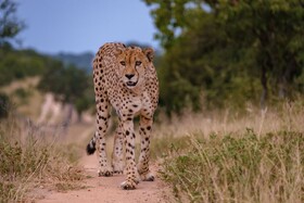 Little Africa Safari Lodge