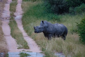 Little Africa Safari Lodge