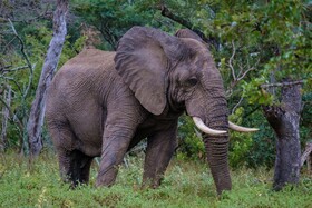 Little Africa Safari Lodge