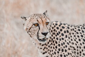 Little Africa Safari Lodge