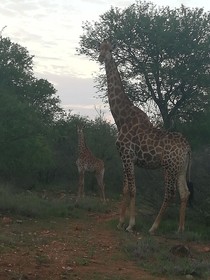 Mali Mali Safari Lodge